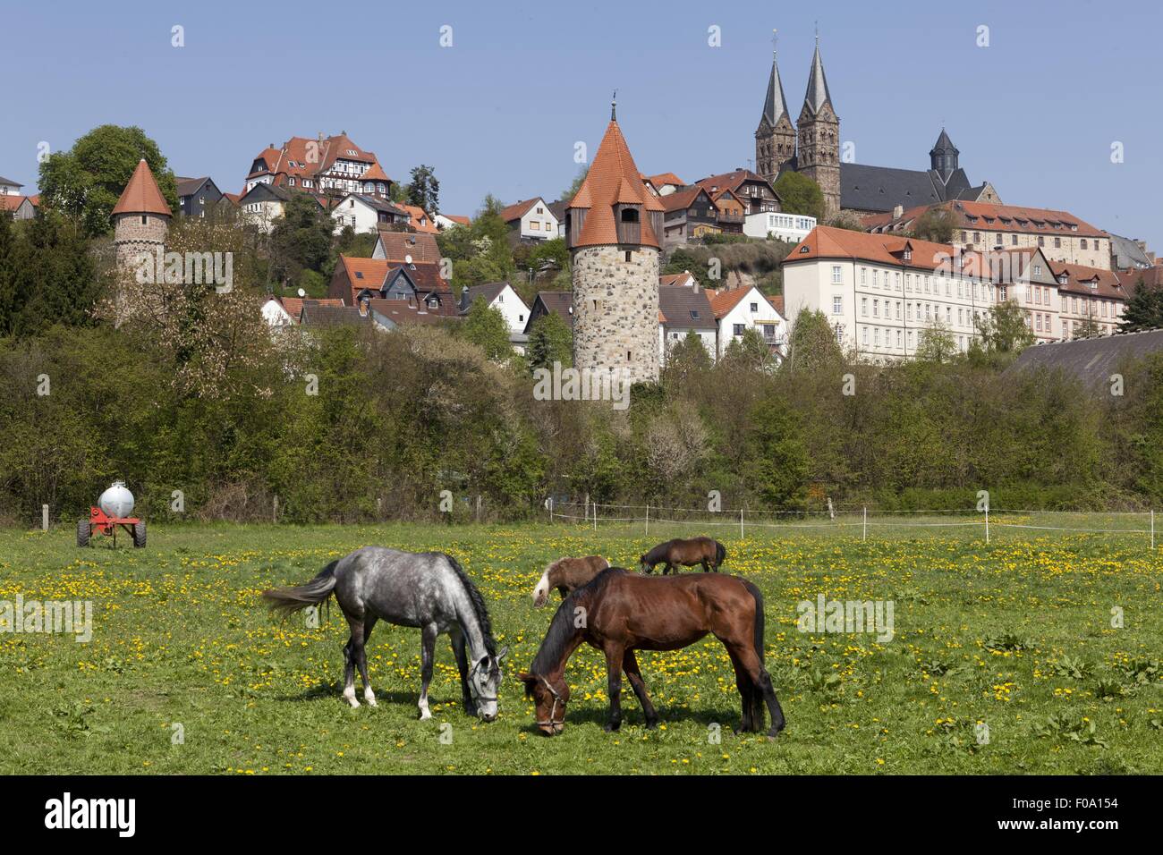 Horses grazing on field near Church of St. Peter, Schwalm-Eder, Fritzlar, Hesse, Germany Stock Photo