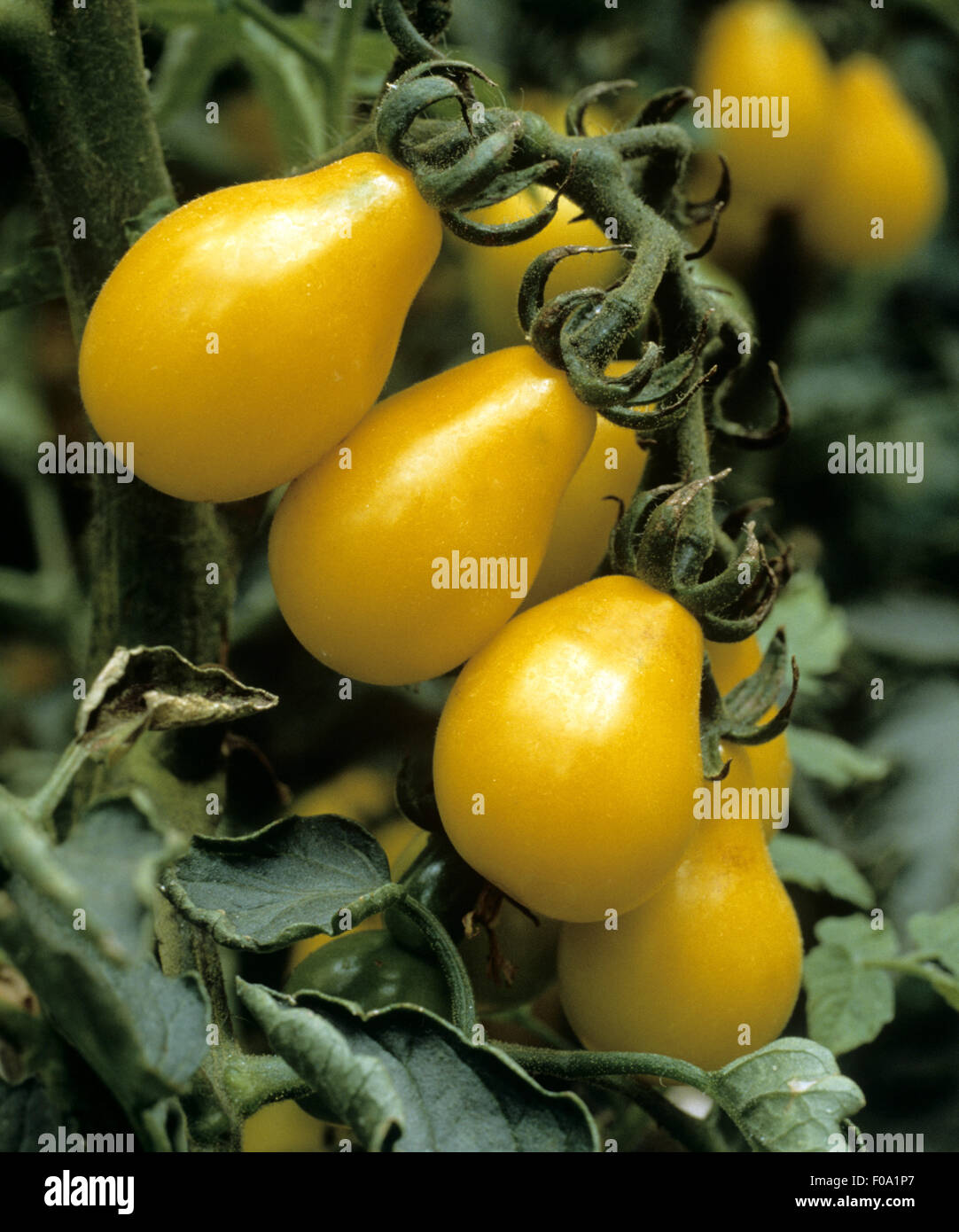 Birnentomate, Lycopersicon esculentum Stock Photo