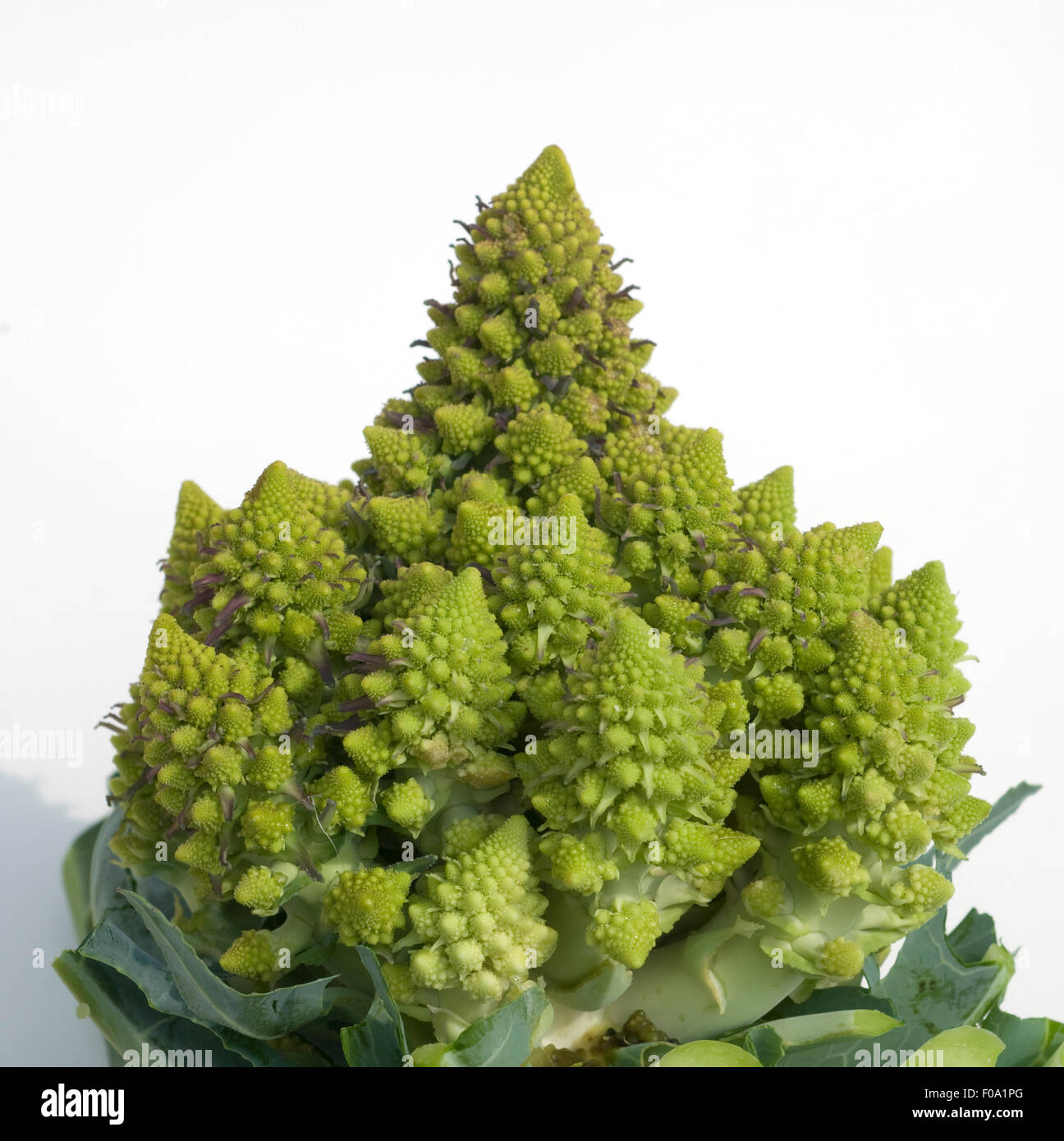 Blumenkohl, Minaret, Brassica oleracea botrytis, Kohl, Stock Photo
