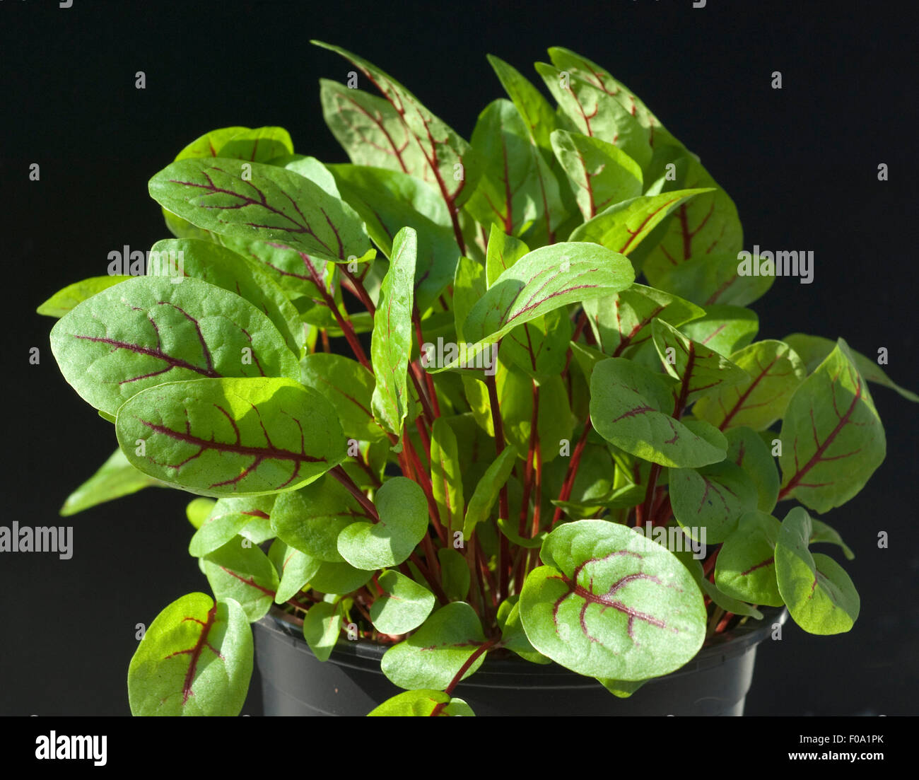 Blutampfer; Rumex, sanguineus; Salat; Stock Photo