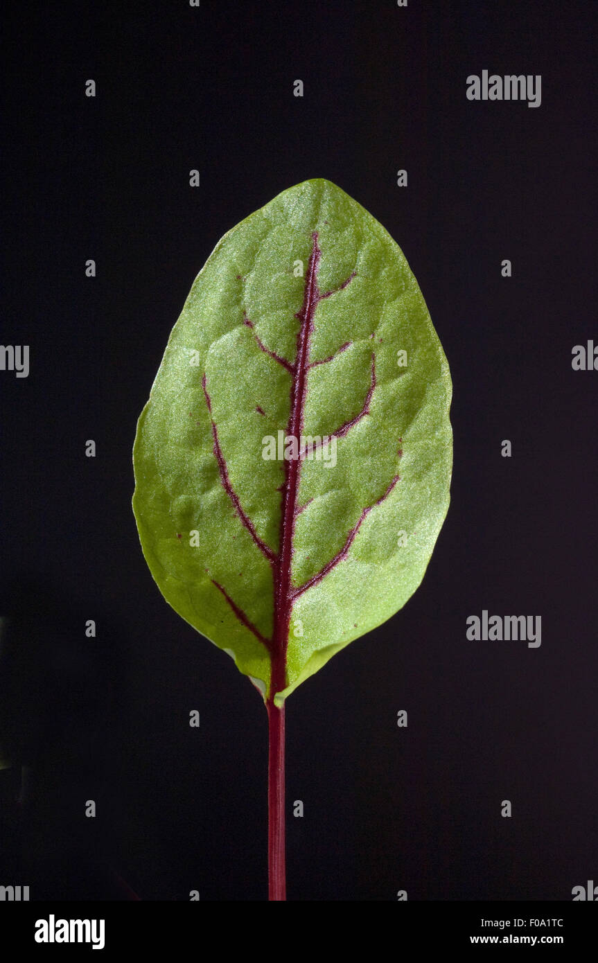 Blutampfer; Rumex, sanguineus; Salat; Stock Photo
