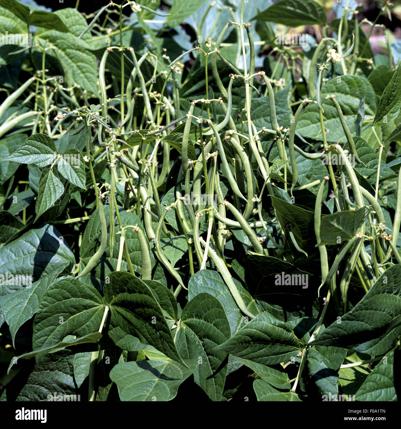 Buschbohnen, Phaseolus vulgaris var. nanus Stock Photo - Alamy