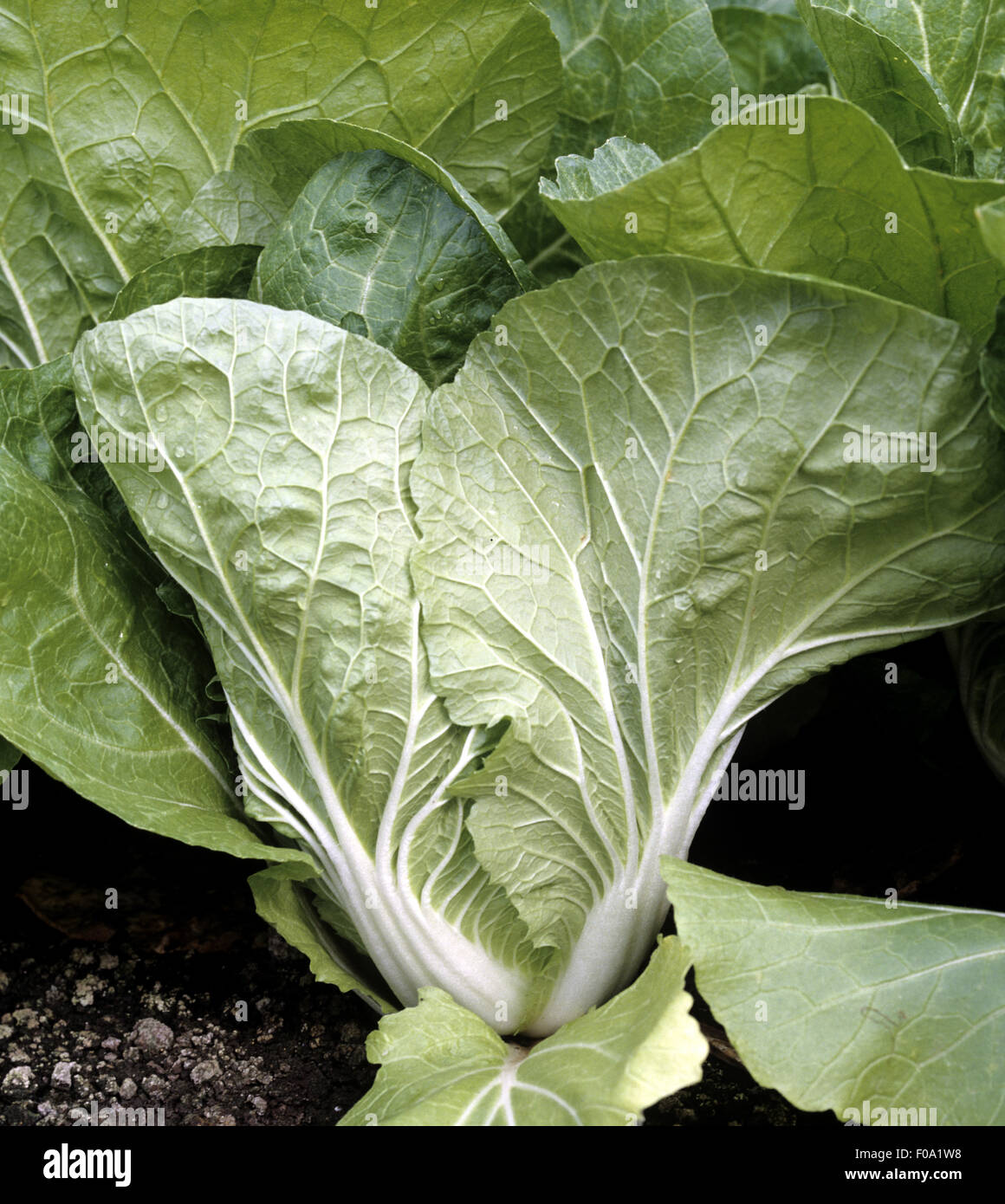 Chinakohl, Brassica rapa chinensis Stock Photo Alamy