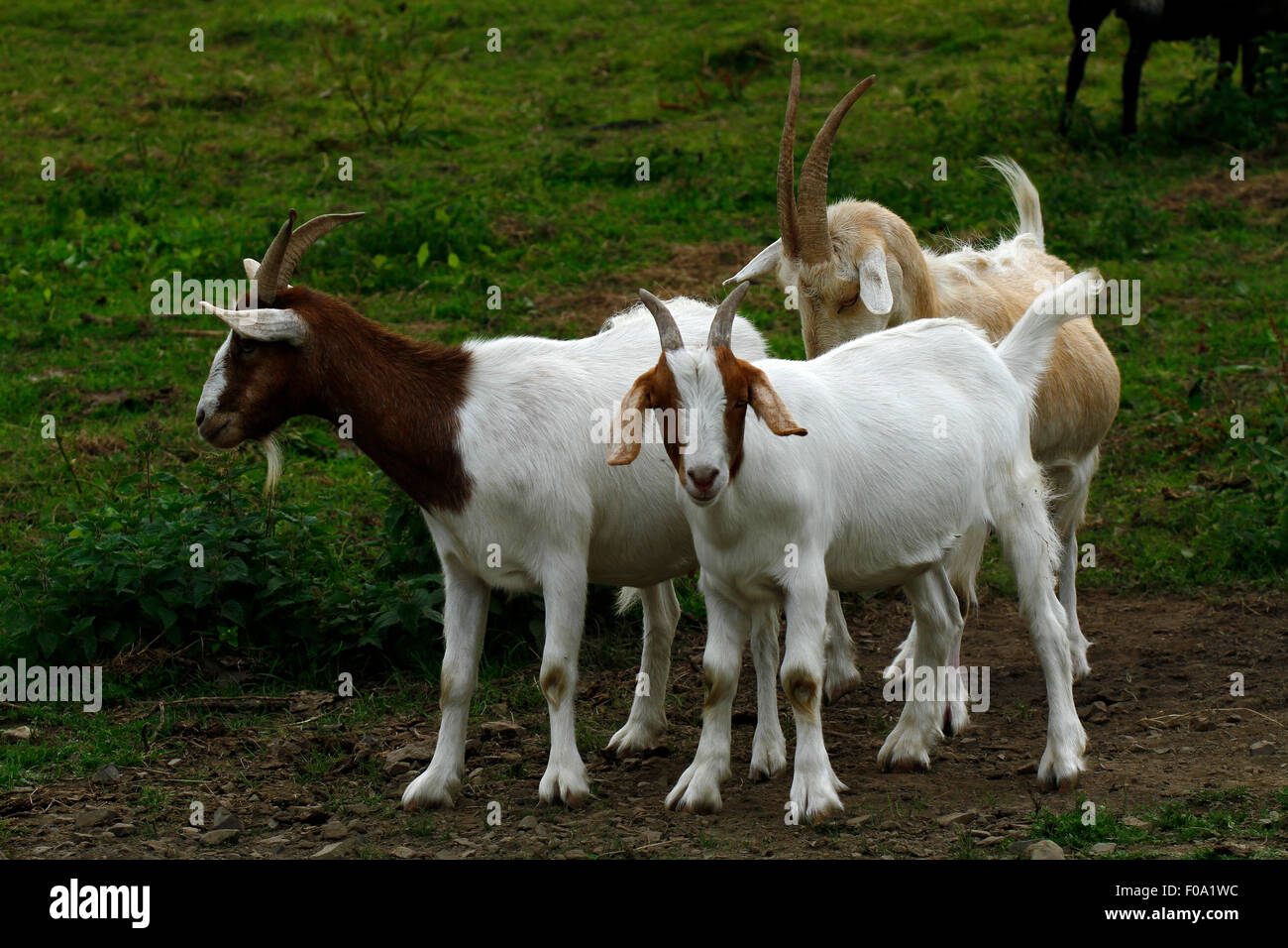 Domestic goats are in every country around the world Stock Photo