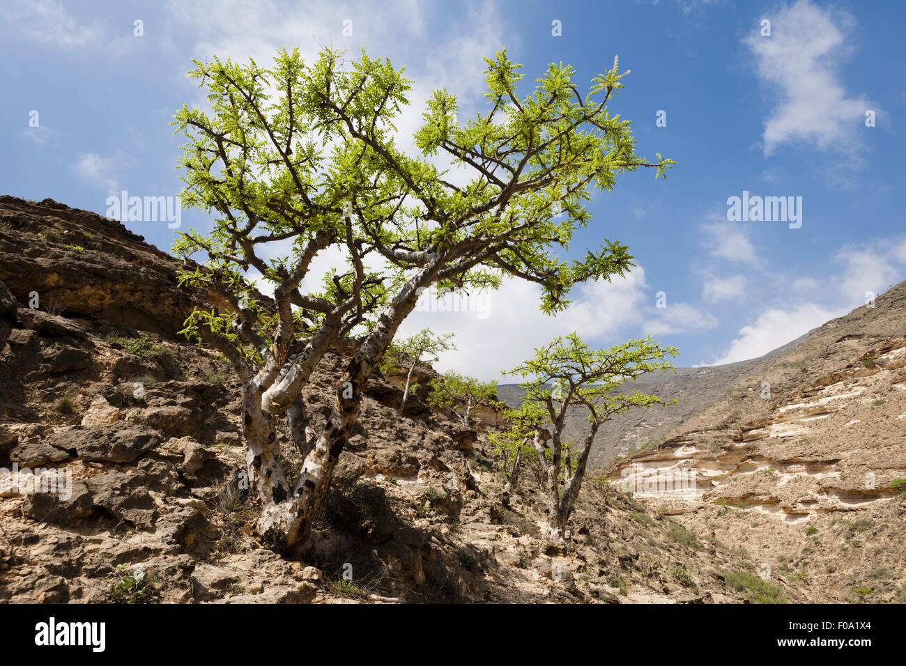 Incense Tree High Resolution Stock Photography and Images Alamy