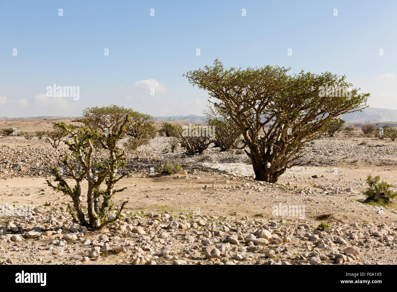 View of Incense tree on hill in desert, Oman Stock Photo Alamy