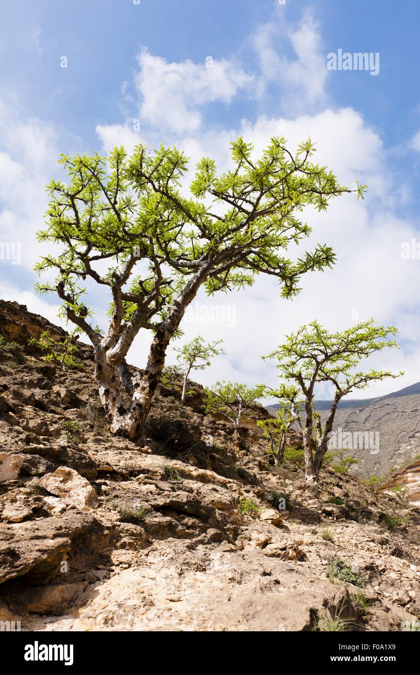 Incense tree hires stock photography and images Alamy