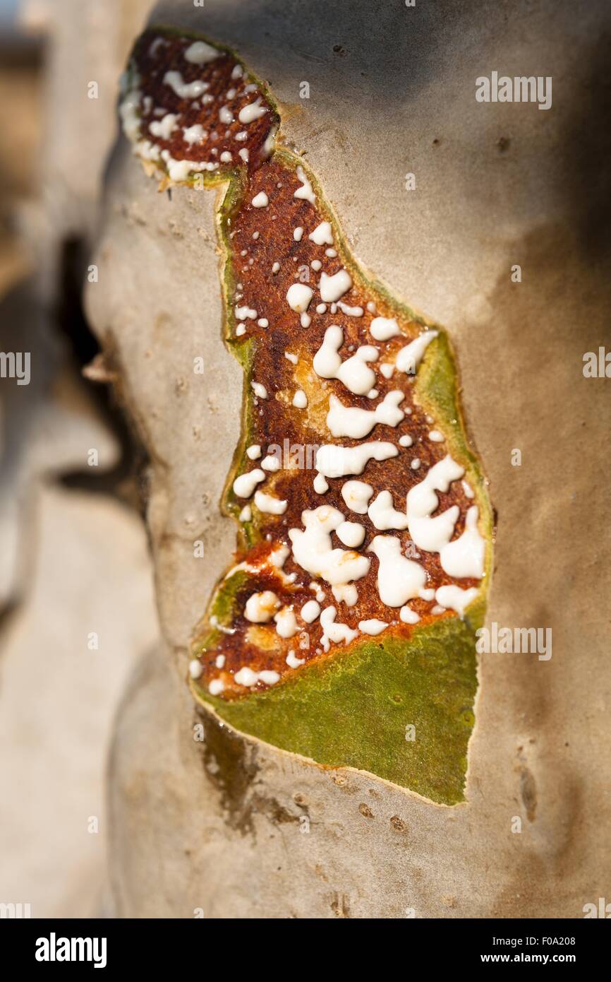 Fresh resin dripping from a frankincense tree, Oman, Salalah Stock Photo