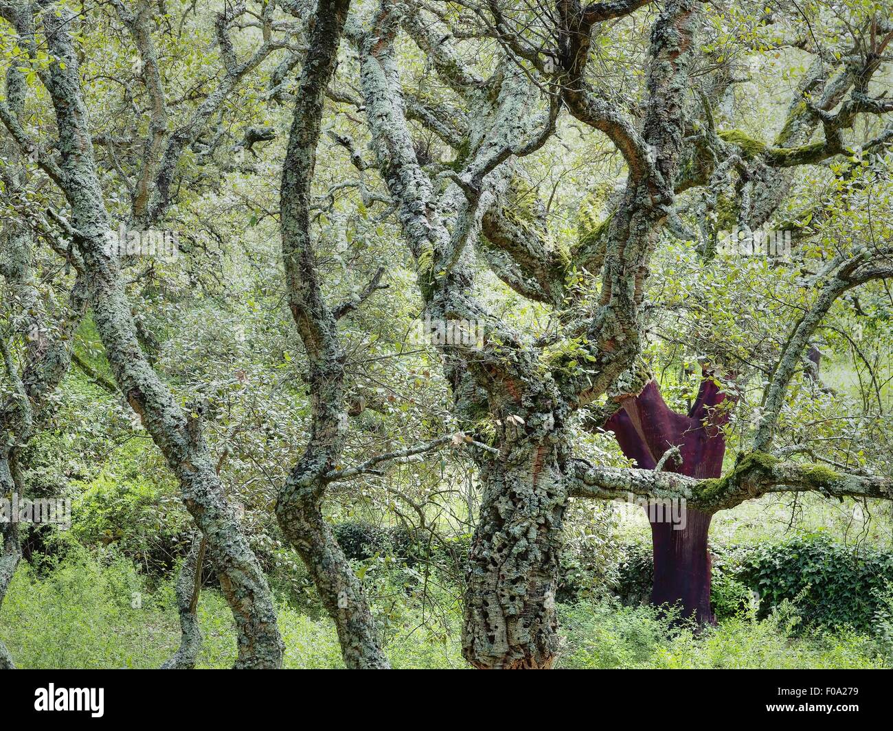 Cork trees at Calangianus near Gallura, Sardinia, Italy Stock Photo
