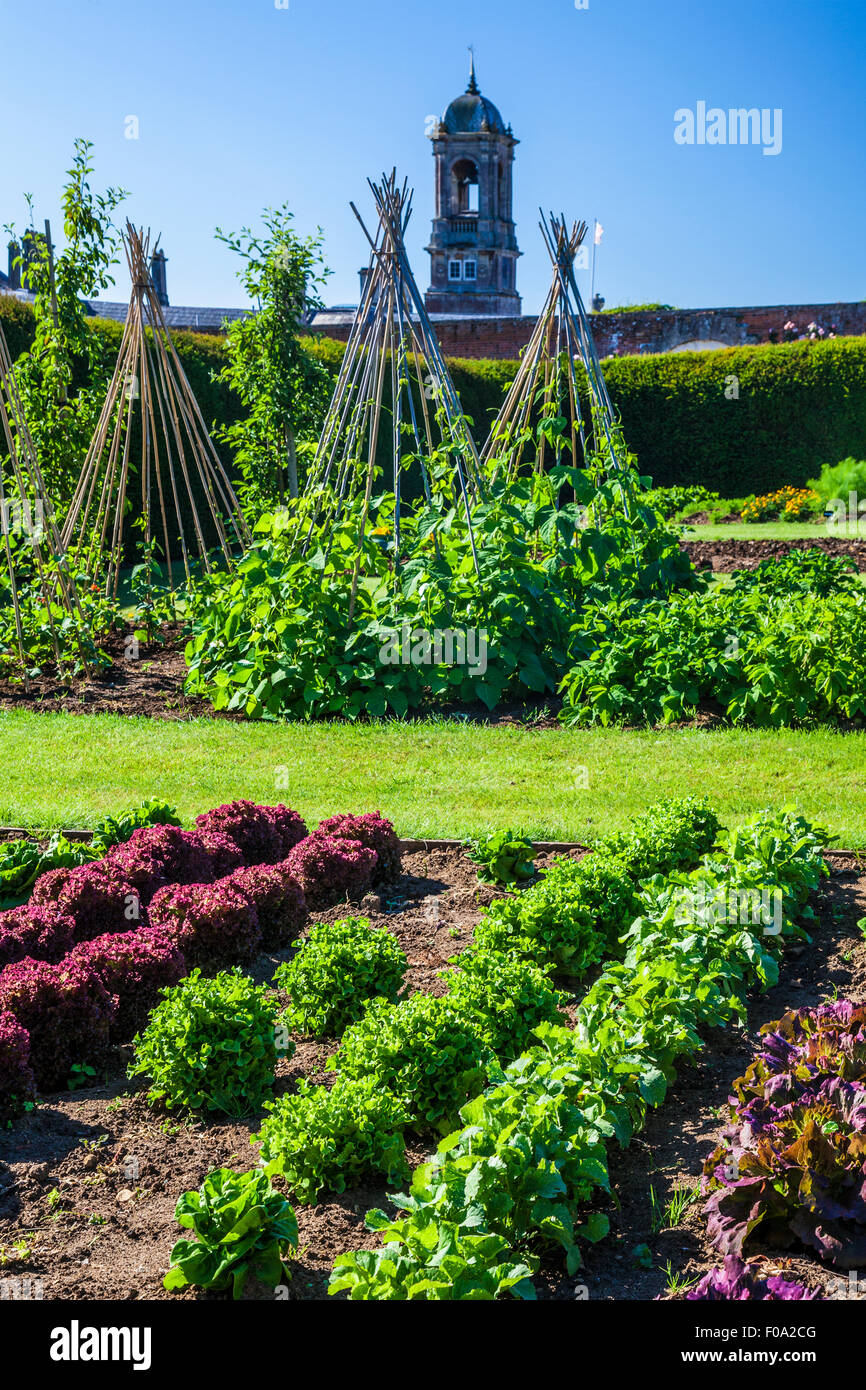 The vegetable garden in the walled gardens of Bowood House in Wiltshire. Stock Photo