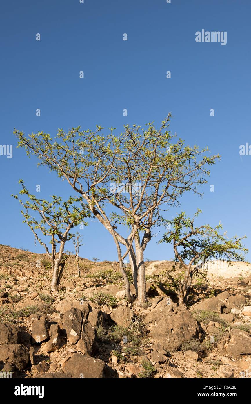 View of incense trees in Salalah, Dofar, Oman Stock Photo Alamy