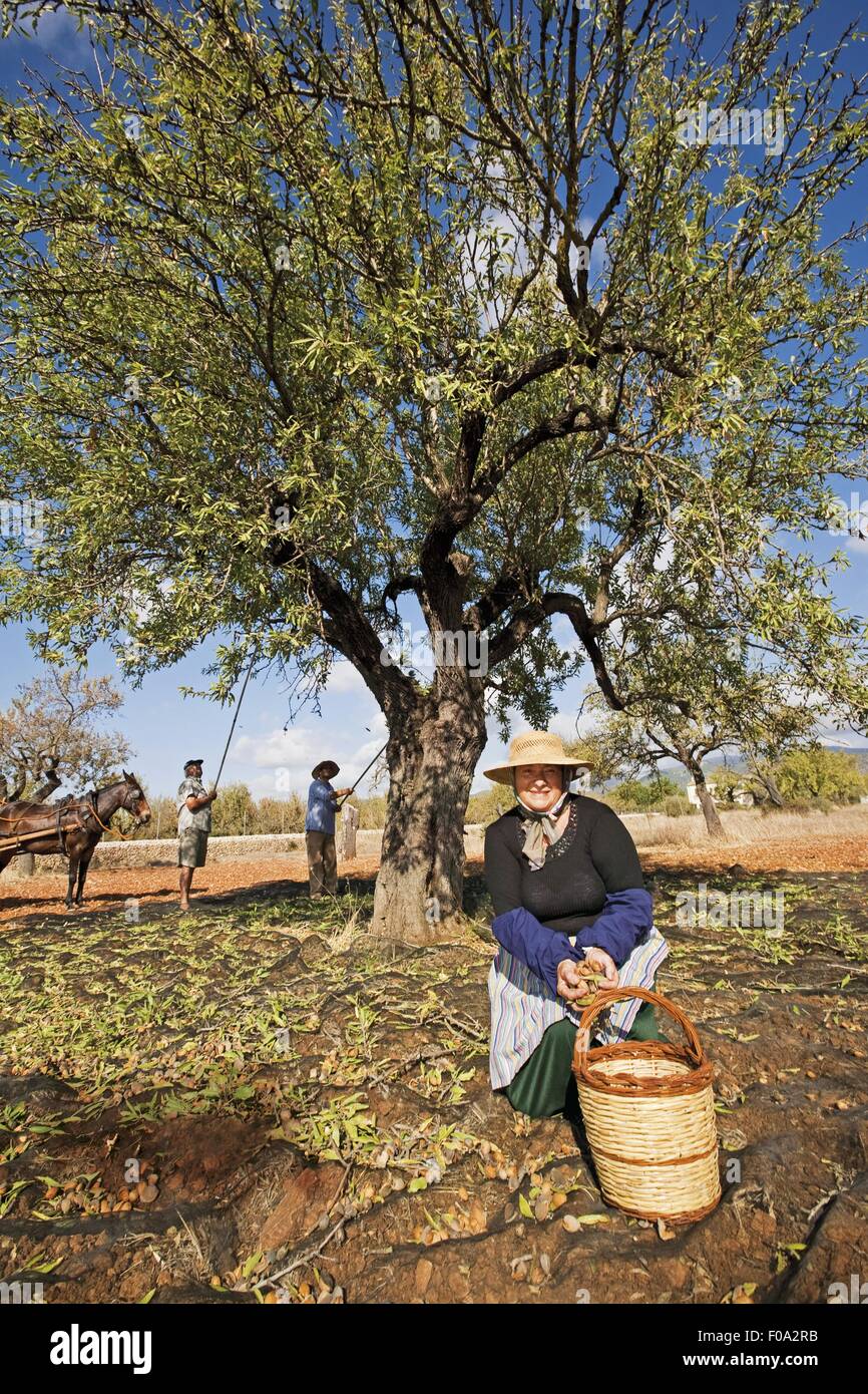 Woman sitting and two men harvesting almonds from tree in Mallorca
