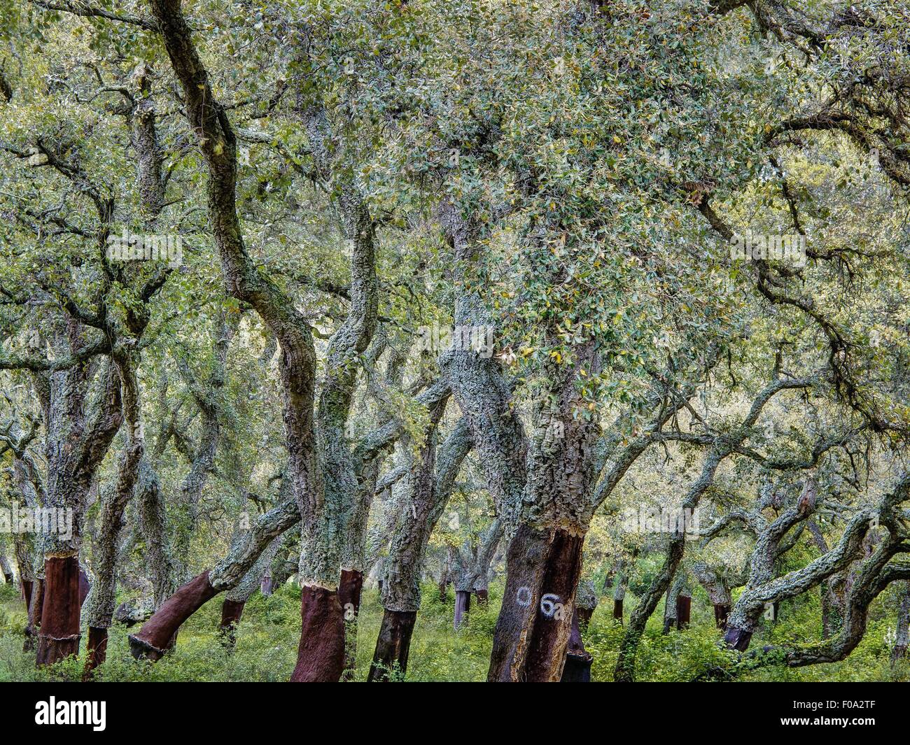 Cork trees at Calangianus near Gallura, Sardinia, Italy Stock Photo