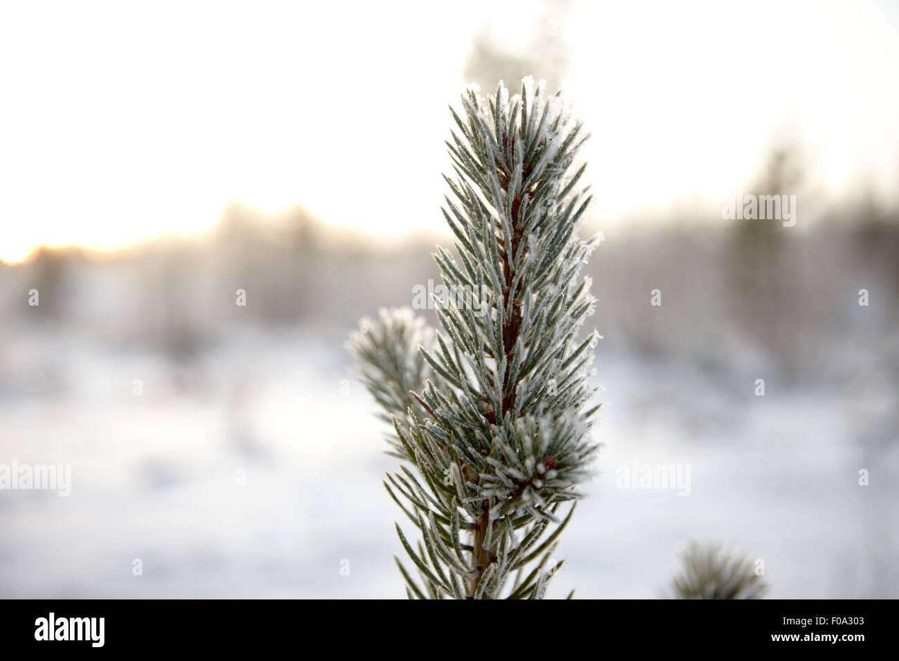Close up frozen tree hi-res stock photography and images - Alamy