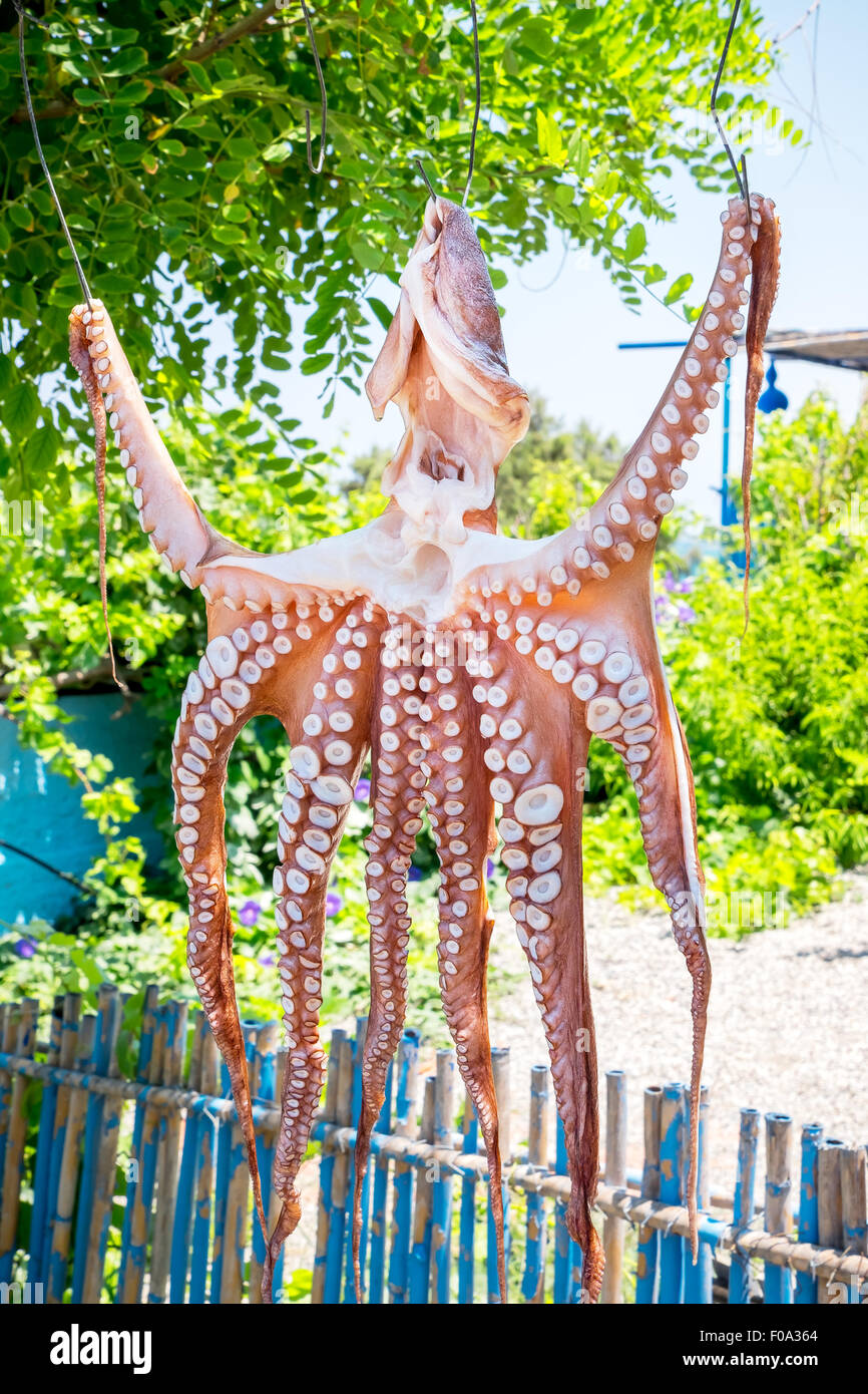 Octopus Tree Stock Photos & Octopus Tree Stock Images Alamy