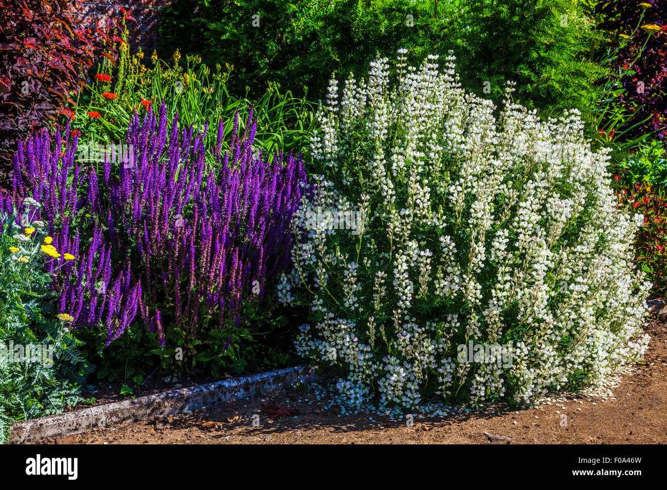 Herbaceous border in the walled garden of Bowood House in Wiltshire. Stock Photo