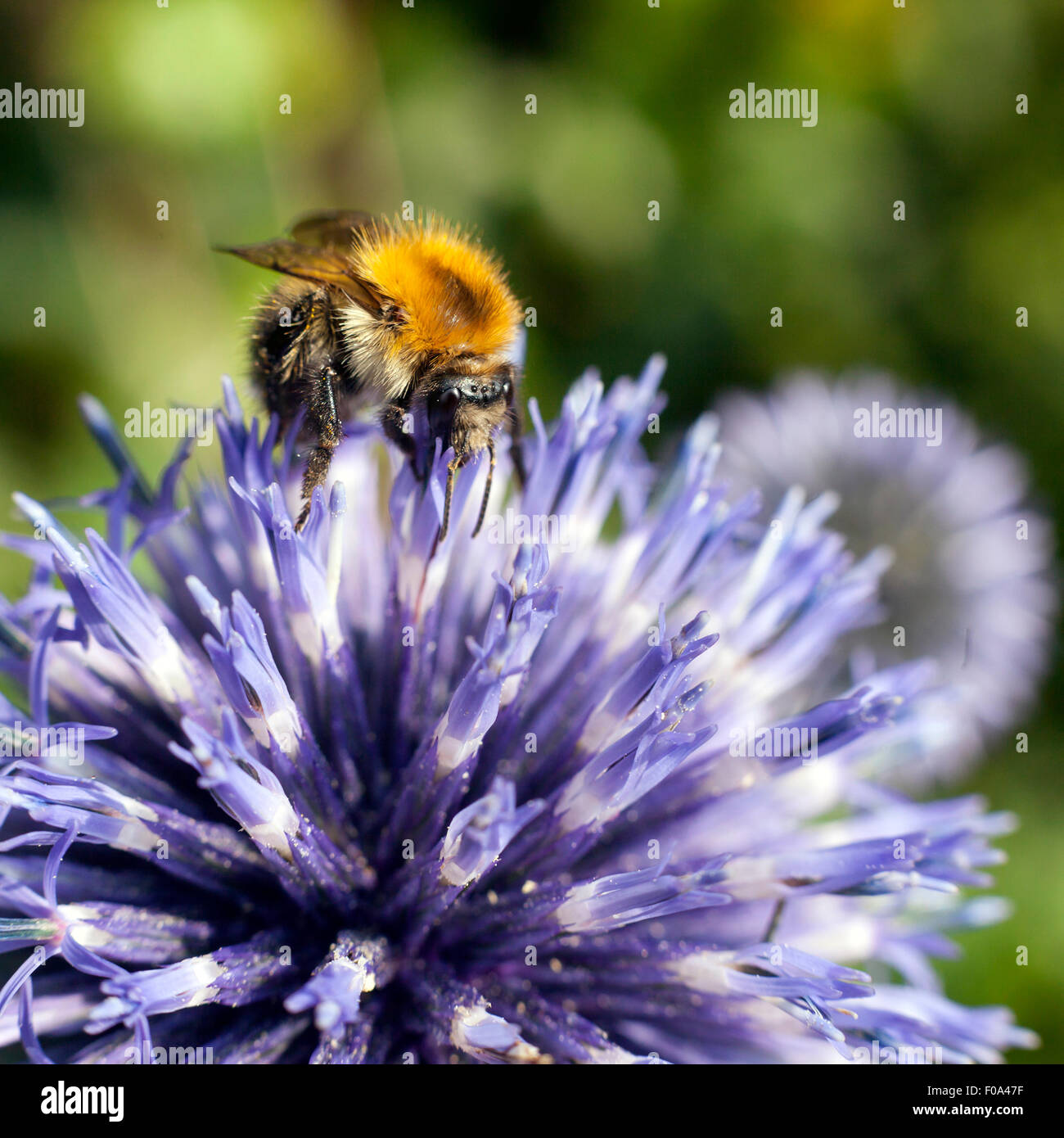 closeup of bumble bee on purple thistle or Echinops bannaticus Stock Photo