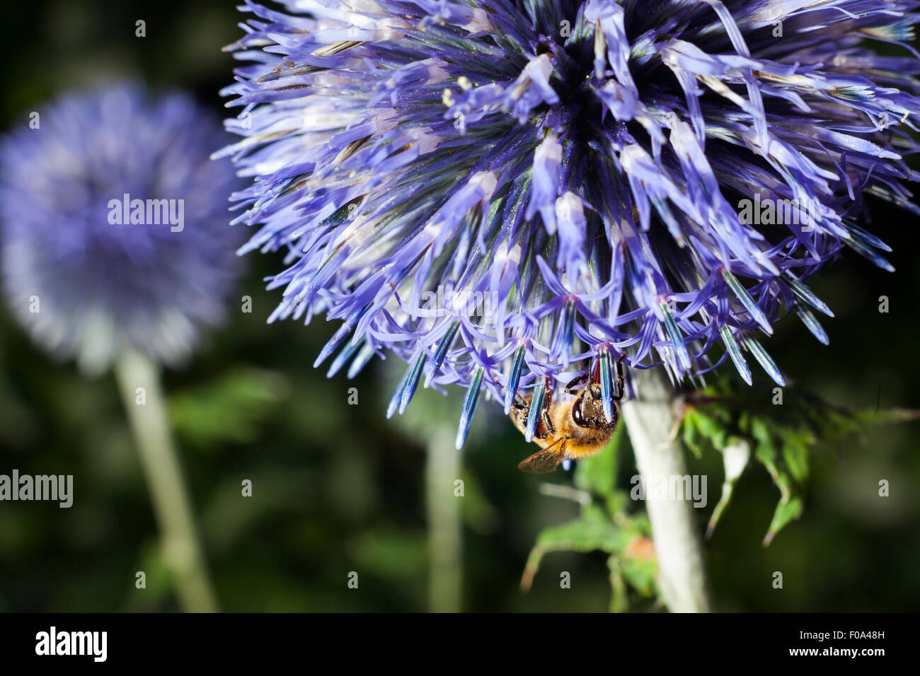 closeup of bee on purple thistle or Echinops bannaticus Stock Photo
