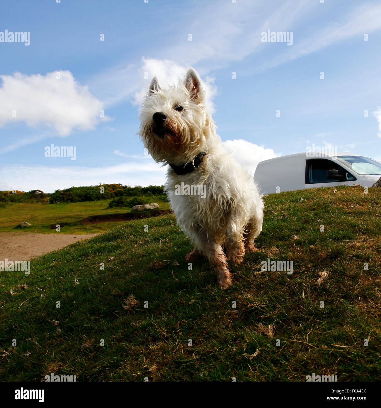 West Highland White Terrier on the lookout. These lovely little dogs are great characters, real fun to have around Stock Photo