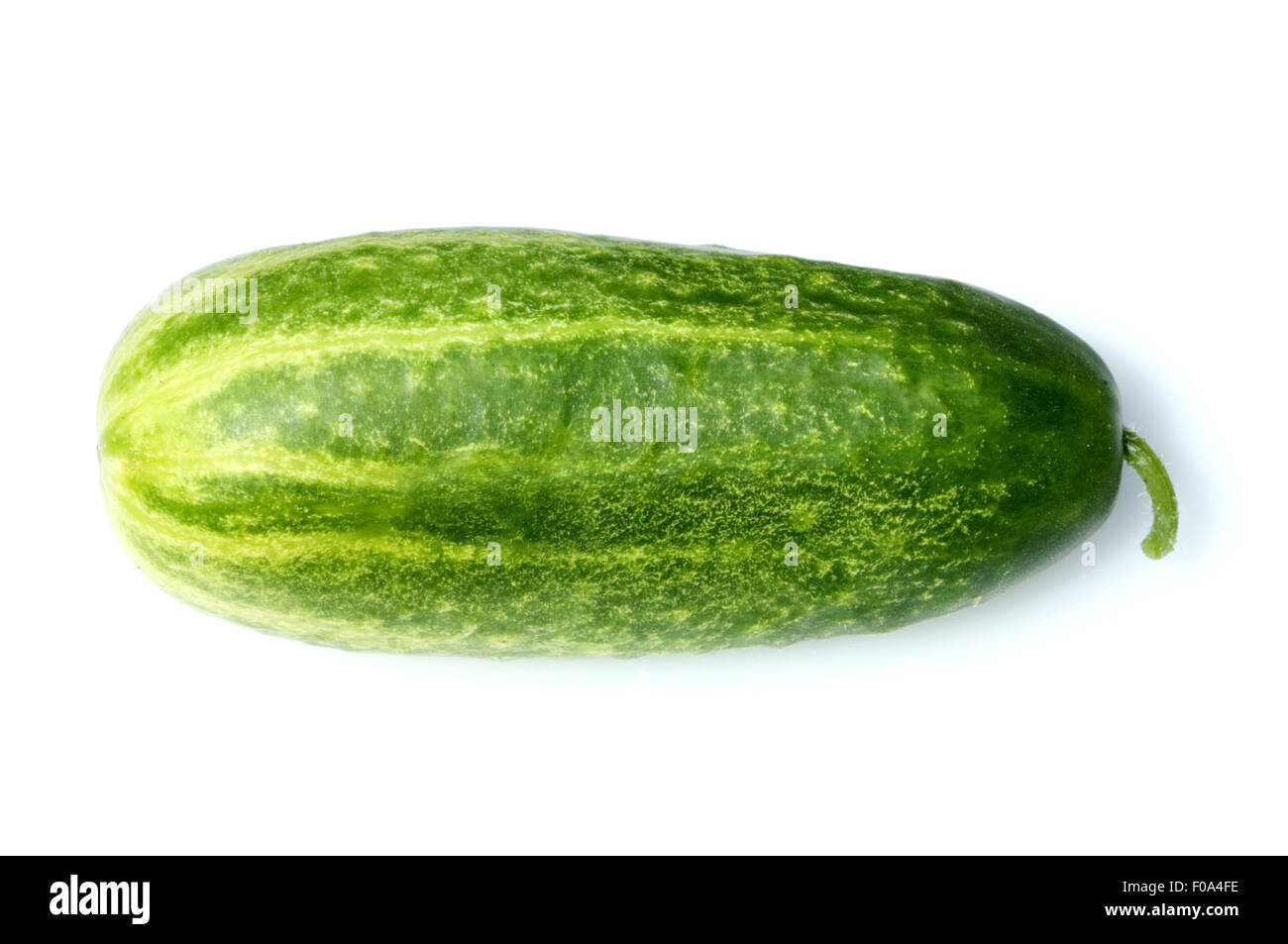 Gurken, Cumumis sativus, Stock Photo
