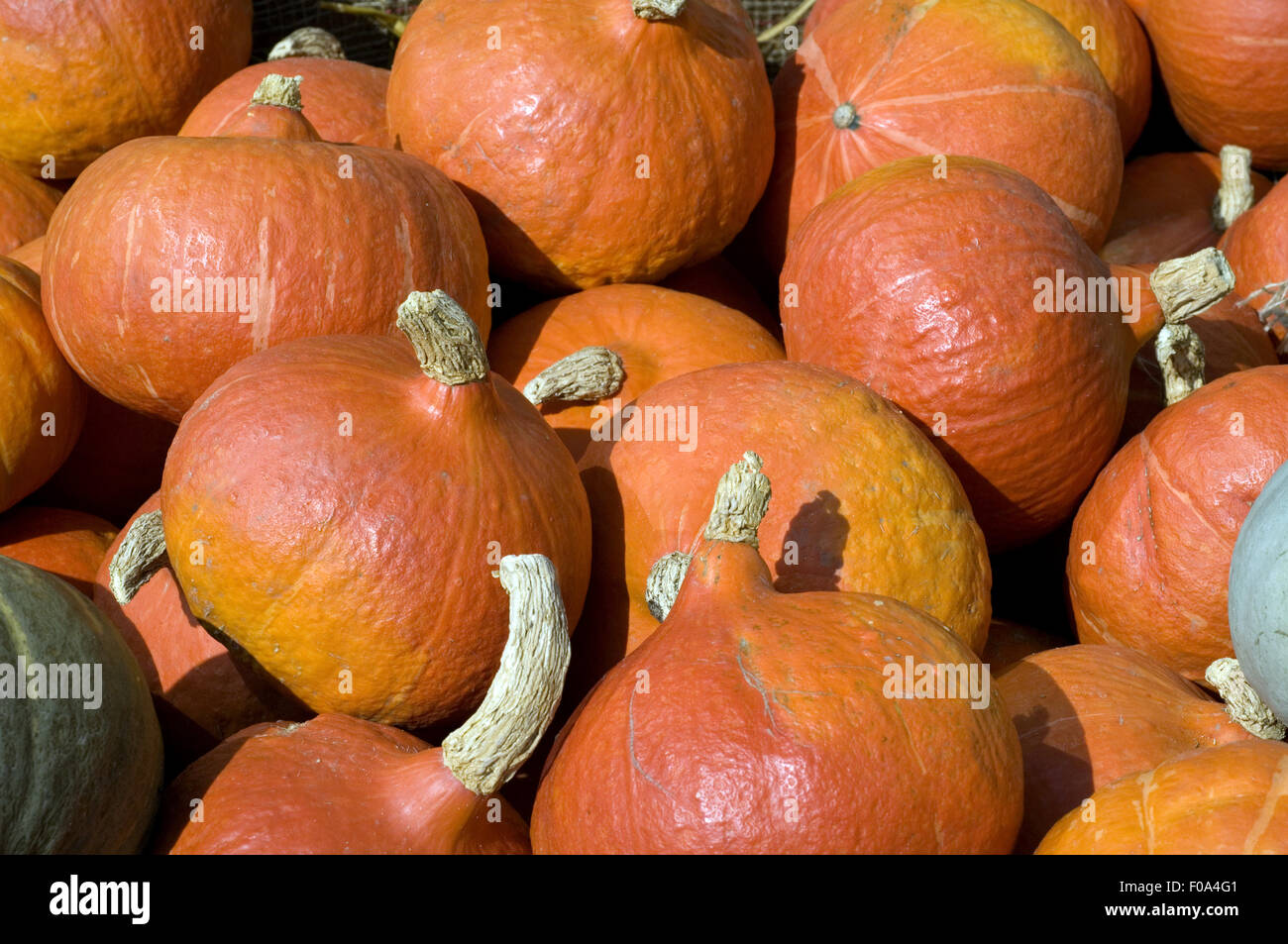 Hokkaidokuerbis hi-res stock photography and images - Alamy
