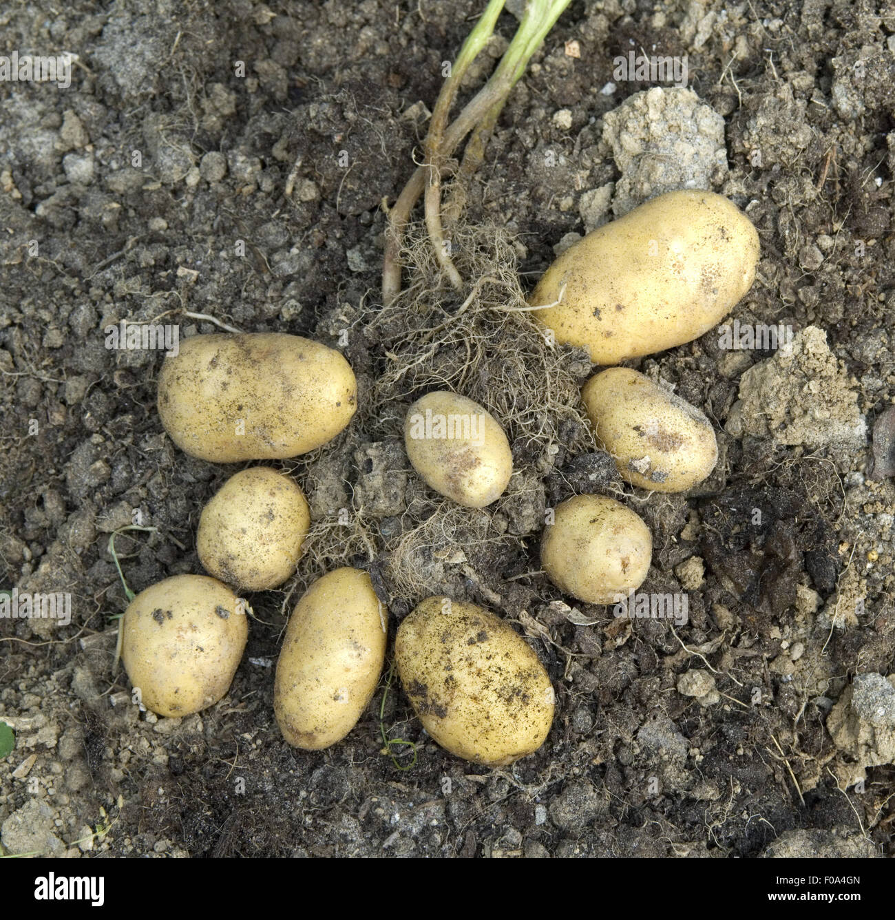 Kartoffel ernte hi-res stock photography and images - Alamy