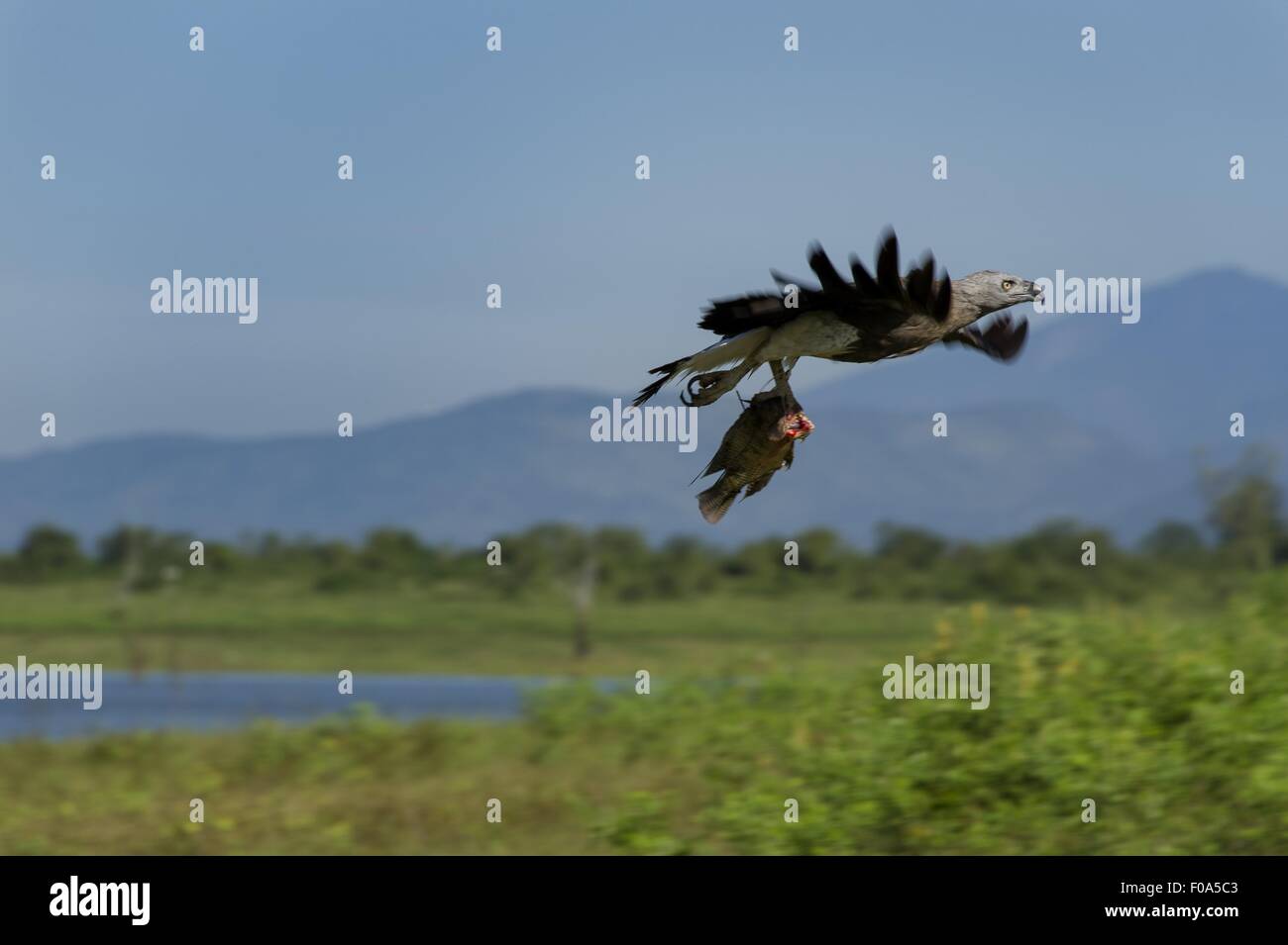 Eagle around the world hi-res stock photography and images - Alamy