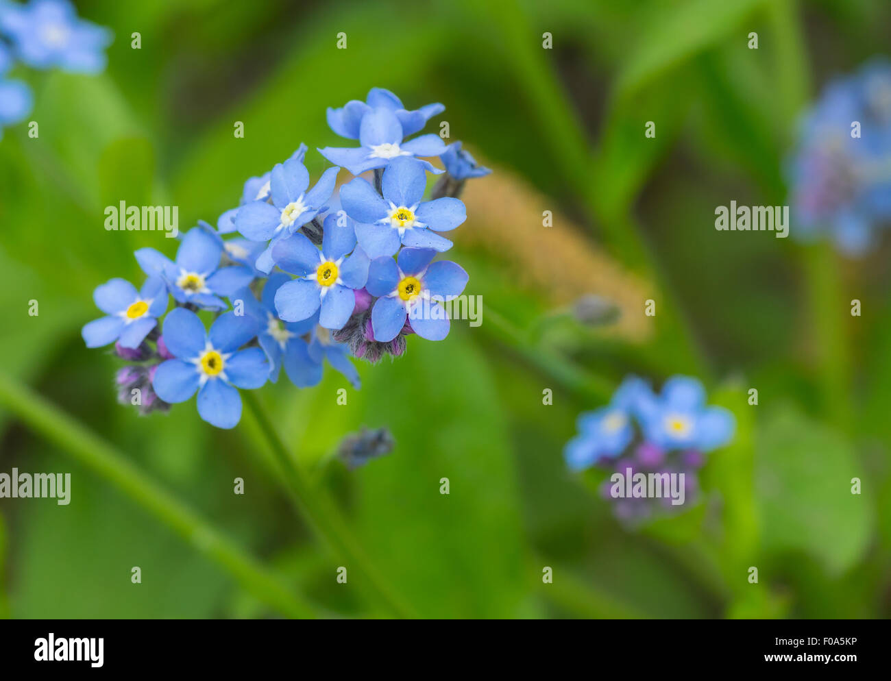 Spring Not Flowers Forget-me-not flowers in a spring garden Stock Photo - Alamy