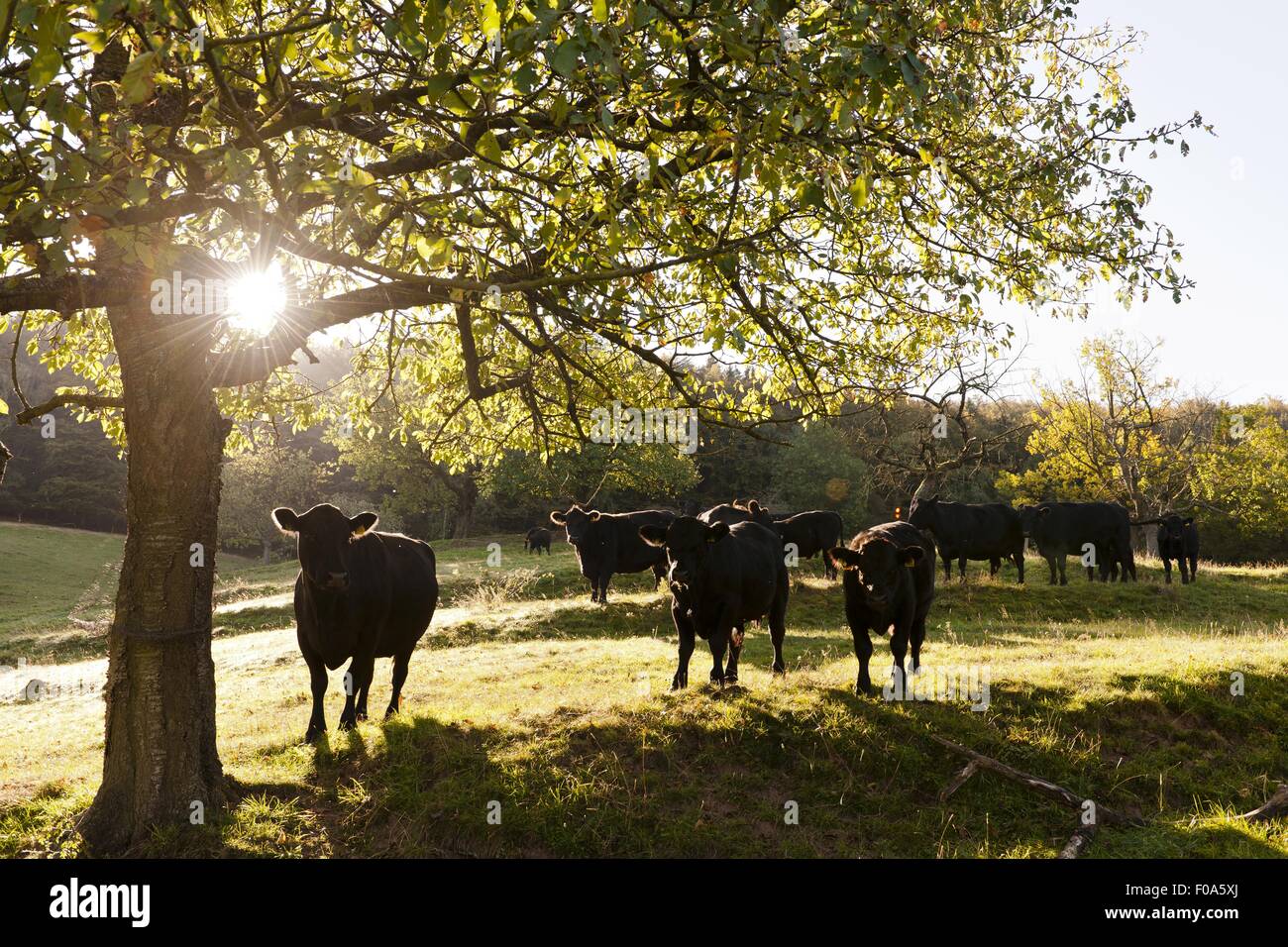 Aberdeen Angus cattle in farm, Witzenhausen, Hesse, Germany Stock Photo