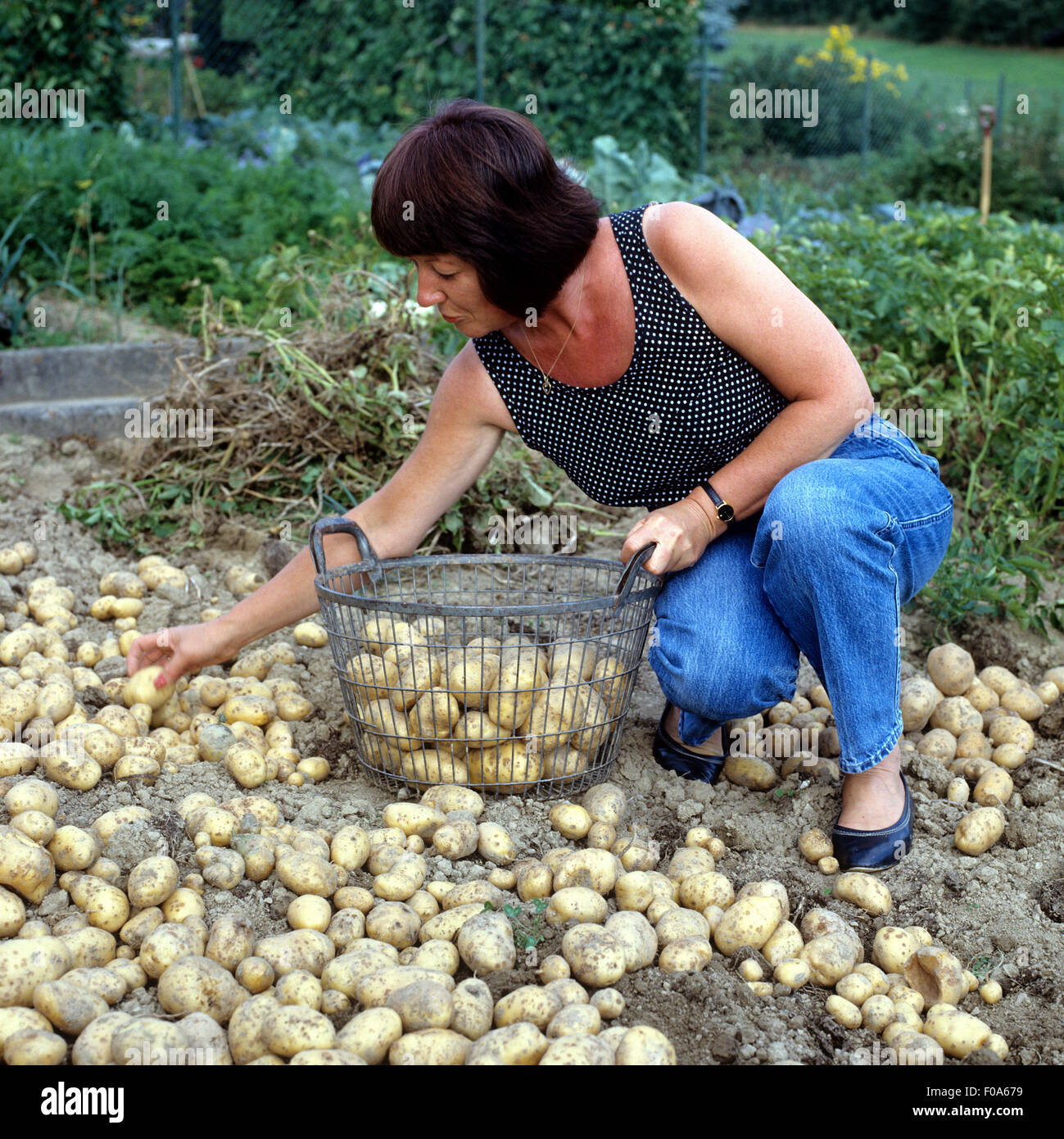 Kartoffelernte, kartoffeln, Gemueseernte; Stock Photo