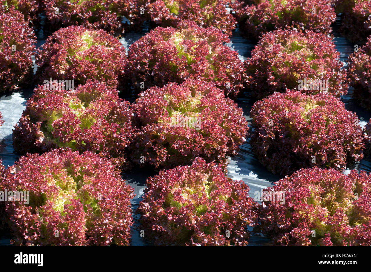 Salat, Lactuca sativa, Lollo Rosso Stock Photo