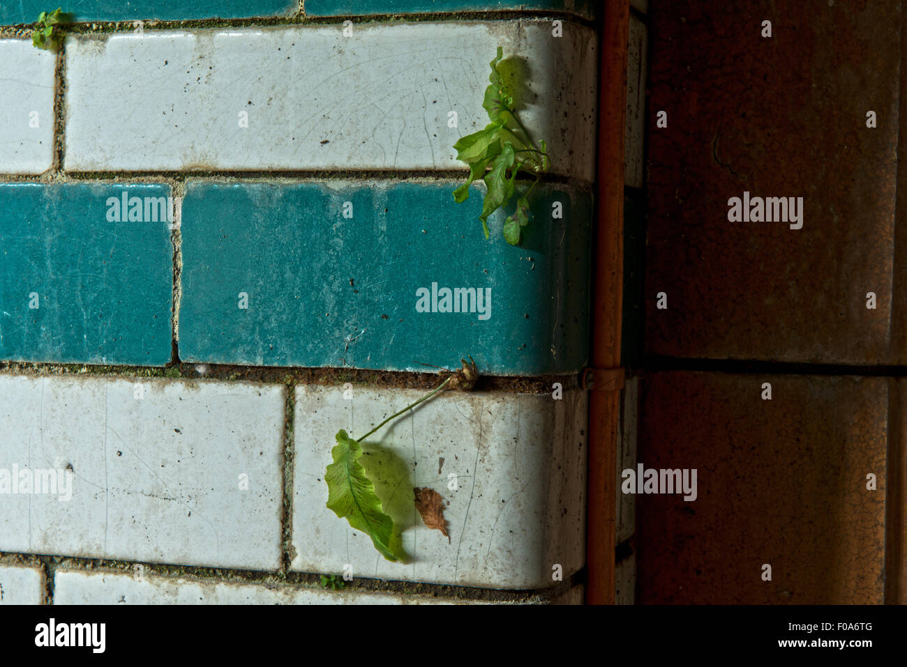 Nature reclaiming the closed main pool in  Moseley Road Swimming Baths, Balsall Heath, Birmingham, UK Stock Photo