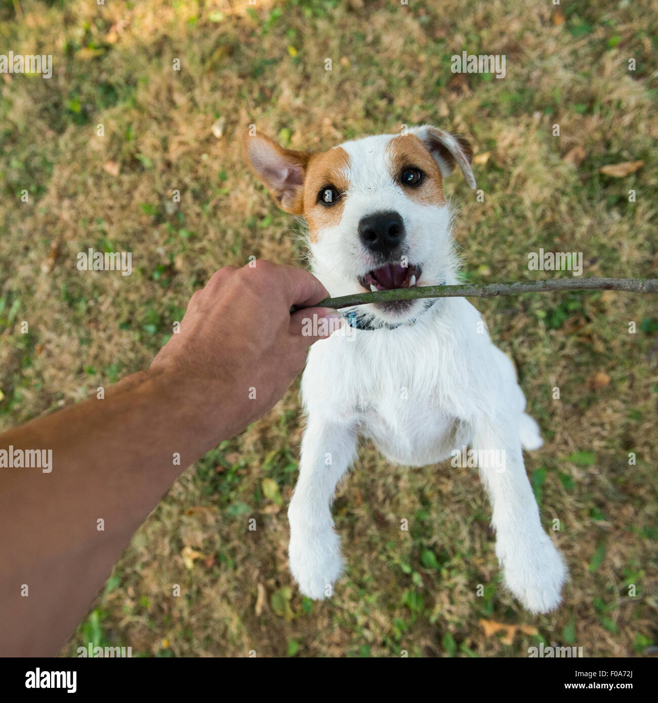 Parson Russell Terrier puppy, biting and jumping for a stick,  tan rough coated,  outdoors in park while playing Stock Photo