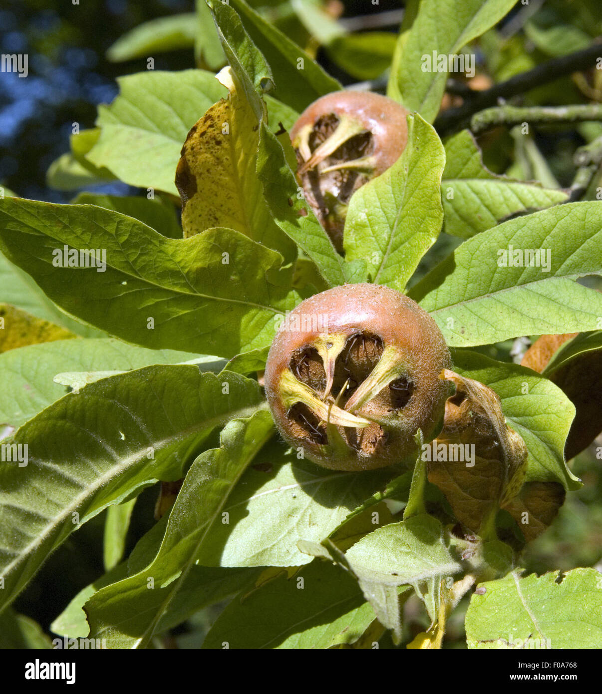 Mispel; Mespilus, germanica; Mispelfrucht; Stock Photo