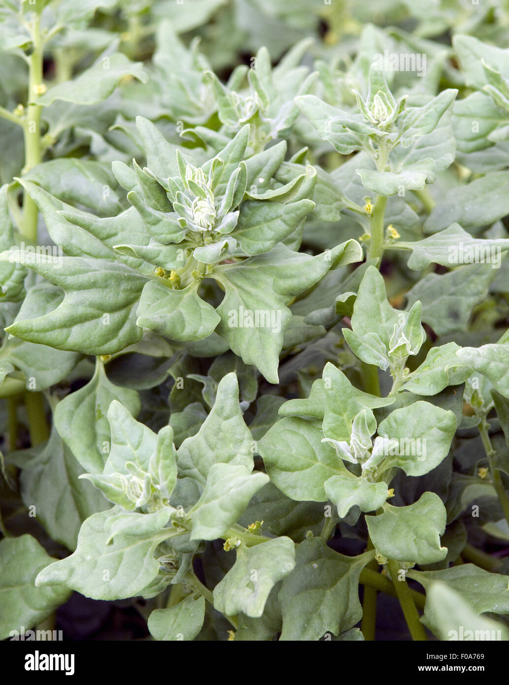 Neuseelaender Spinat, Tetragonia, Neuseelaendischer Spinat, Stock Photo