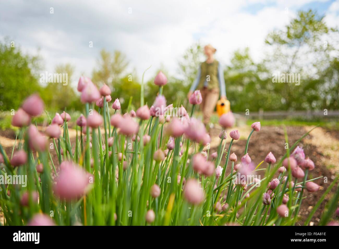 Mature woman, outdoors, gardening, carrying watering can, focus on flowers Stock Photo