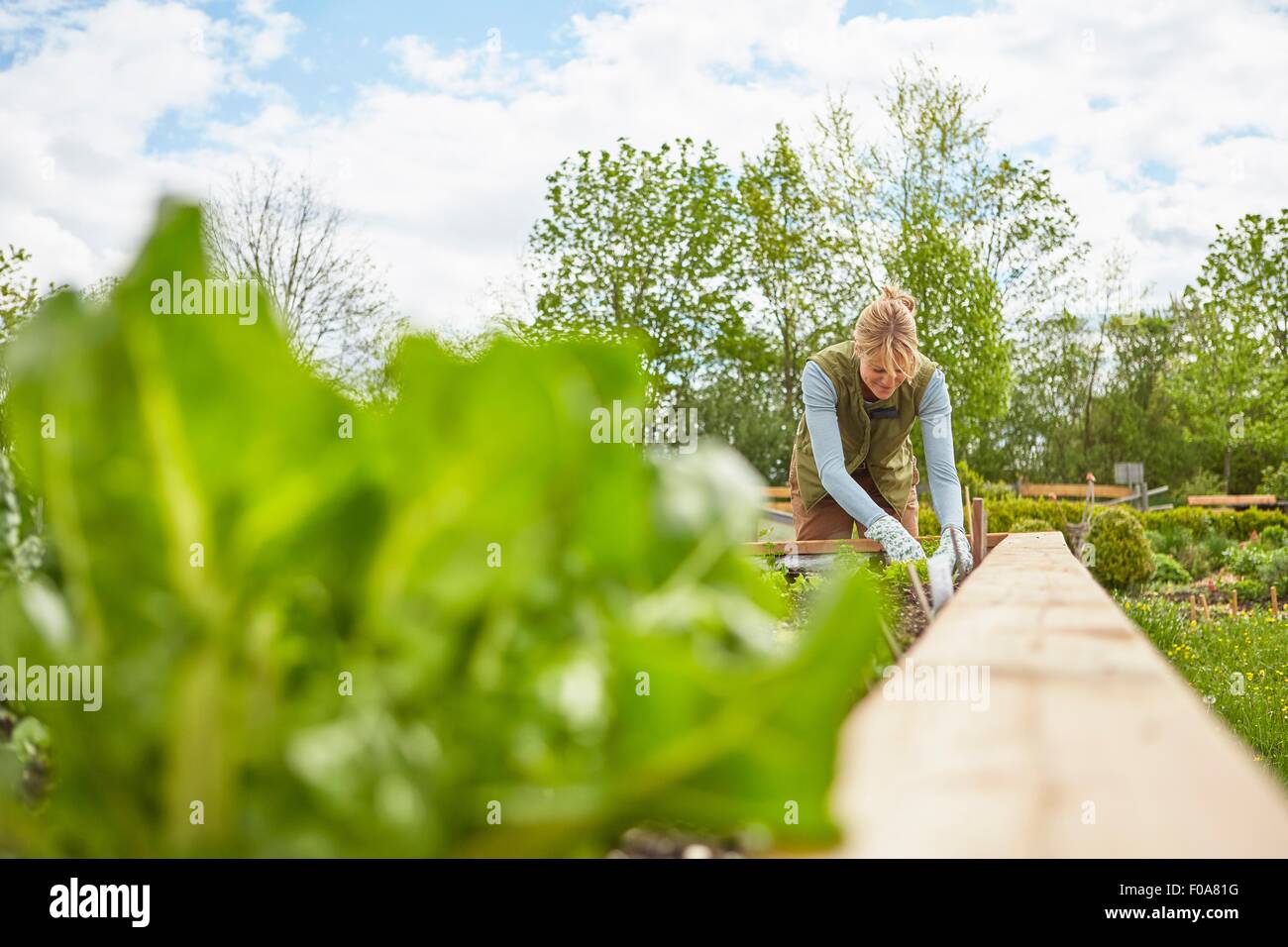 Mature woman, outdoors, gardening Stock Photo