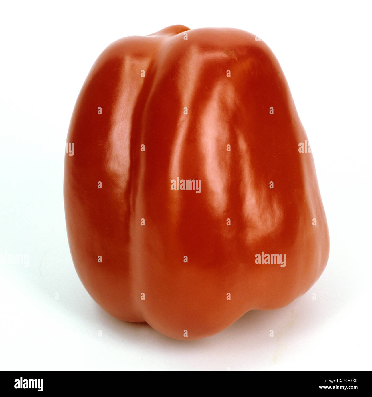 Paprika, Capsicum annuum Stock Photo Alamy