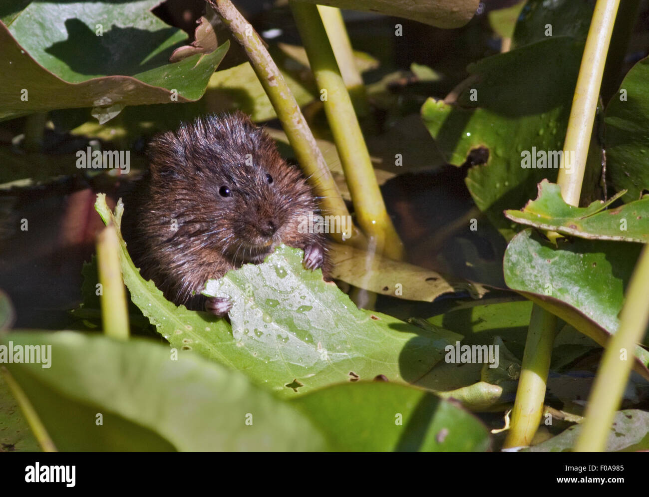 European Water Vole (arvicola amphibius) eating Water Lily leaf, Wetland Centre, Arundel, West Sussex, England Stock Photo