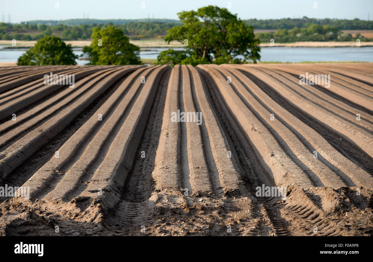 Potato crop, Iken, Suffolk, UK. Stock Photo