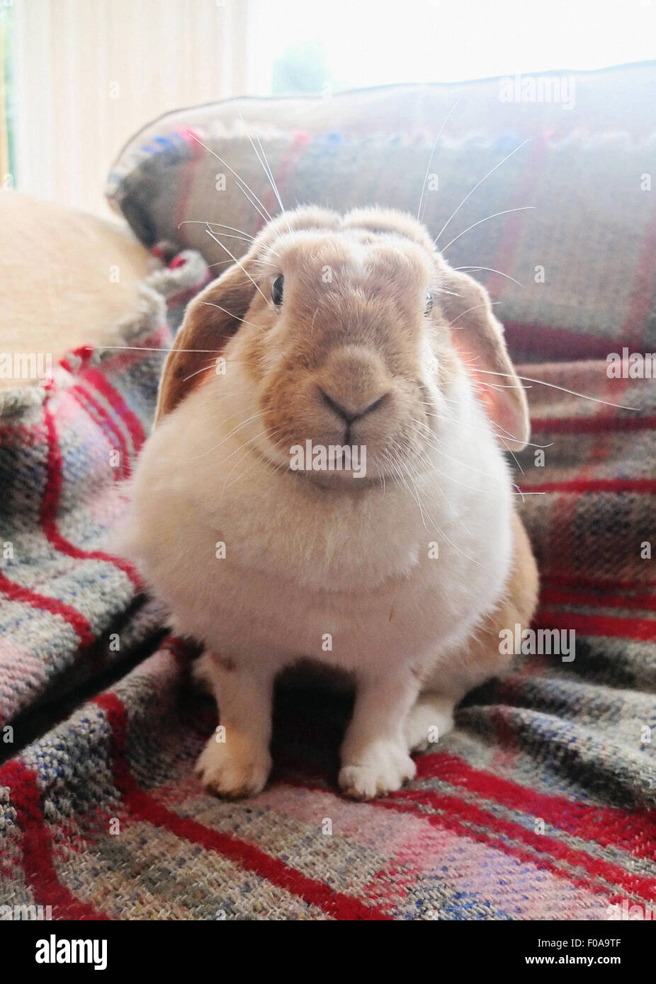 Portrait of pet rabbit sitting up on sofa rug Stock Photo