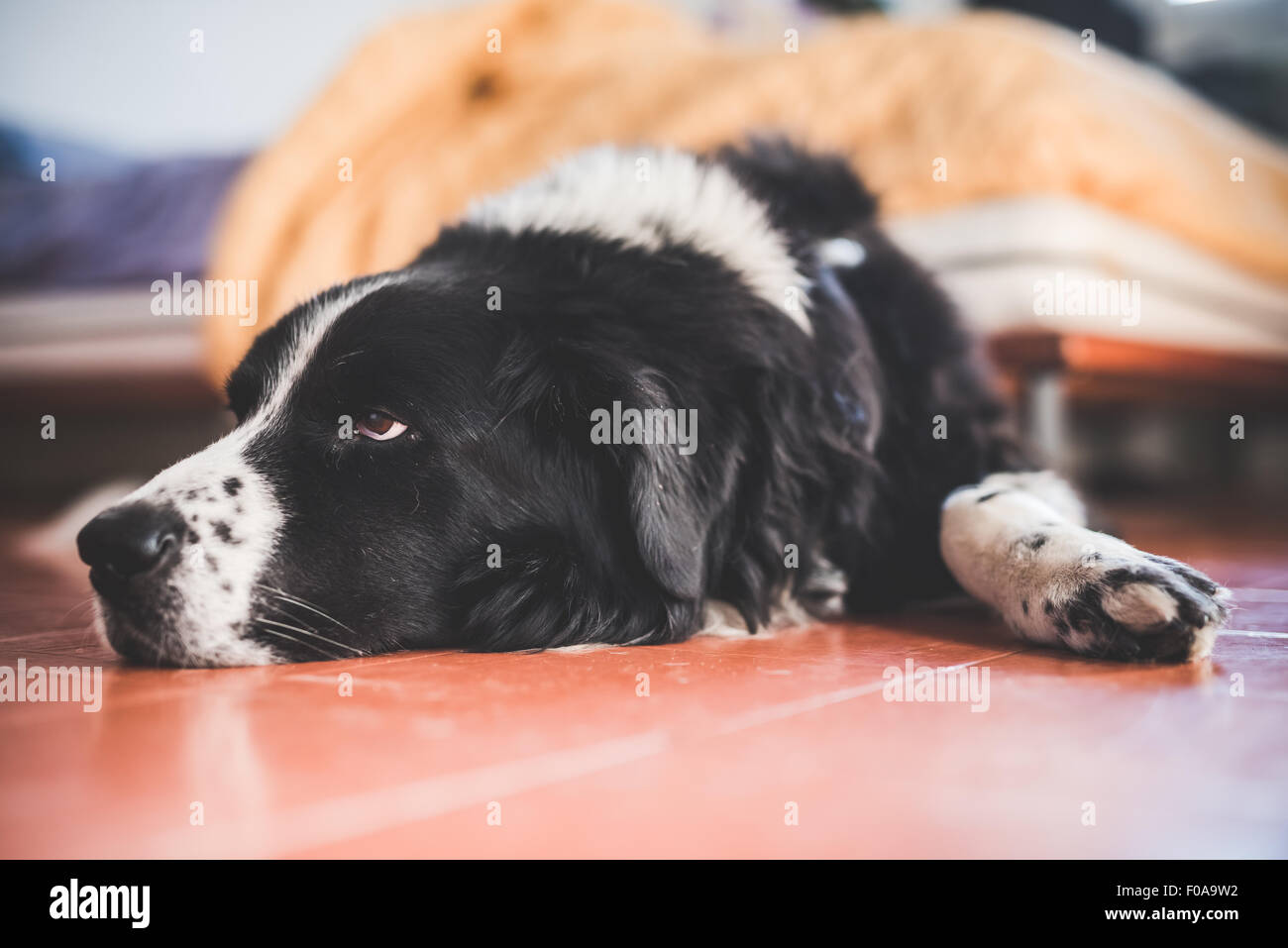 Portrait of dog lying on kitchen floor Stock Photo - Alamy