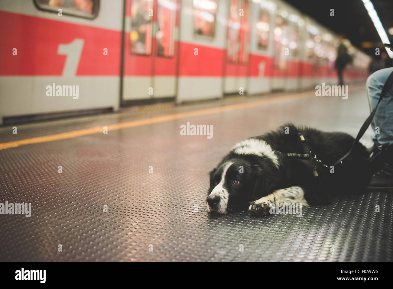 Portrait of dog lying subway station floor Stock Photo