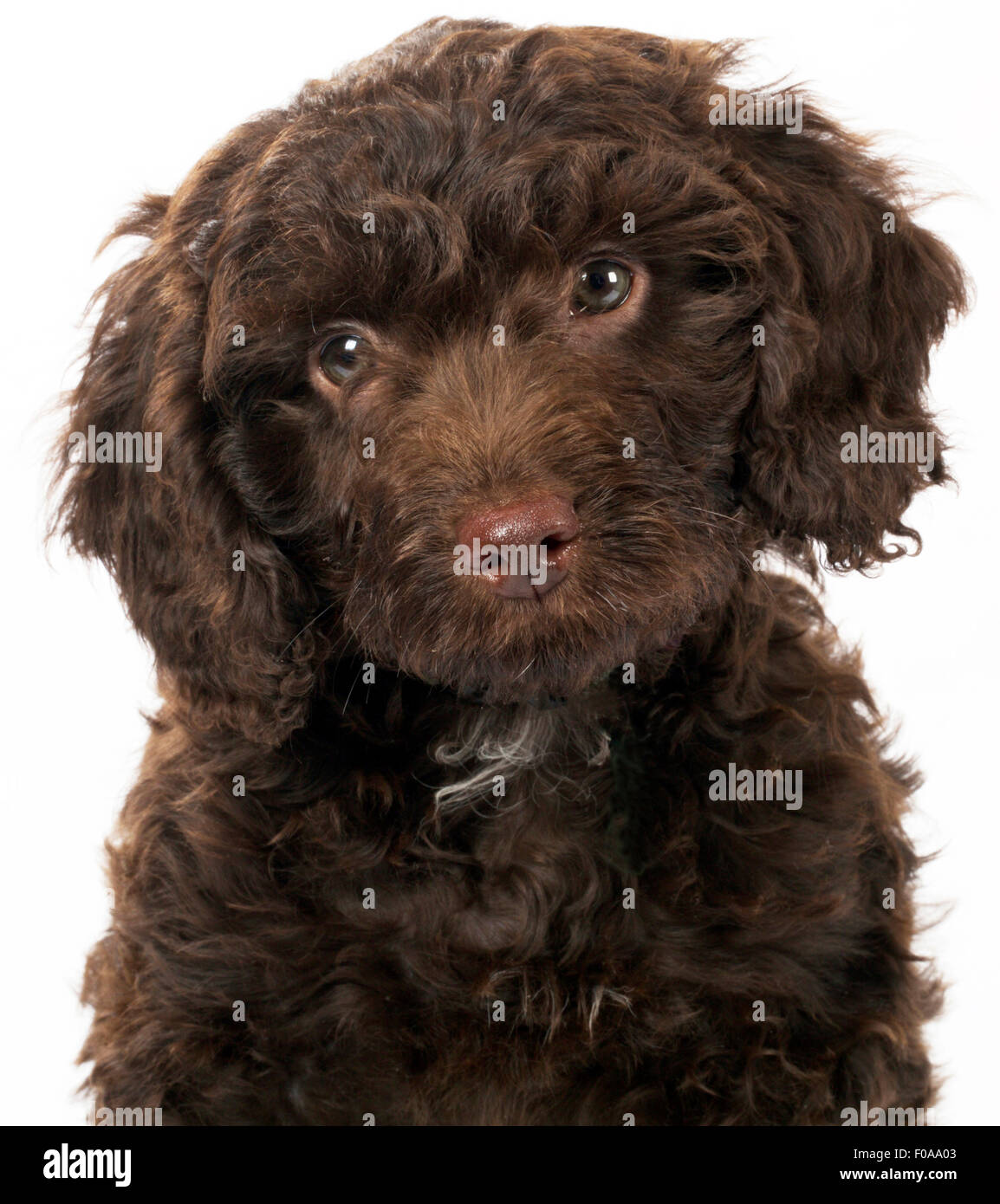PUPPY DOG SPROODLE Stock Photo