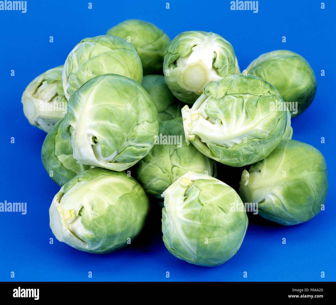 Rosenkohl, Brassica oleracea var. Gemmifera Stock Photo Alamy