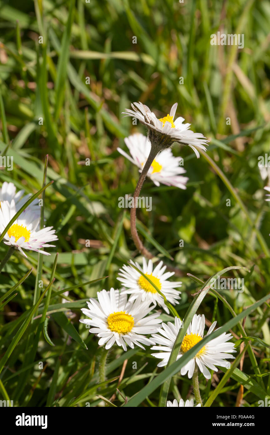 Daisies growing in the grass Stock Photo Alamy