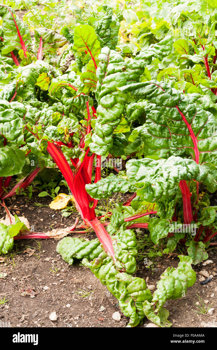 Rhubarb chard (Beta vulgaris) growing in a garden allotment, with characteristic bright red-ribbed leaves and stalk. Stock Photo