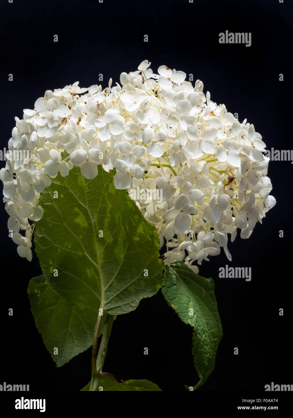 White Hydrangea Arborescens Annabelle flower on black background Stock Photo