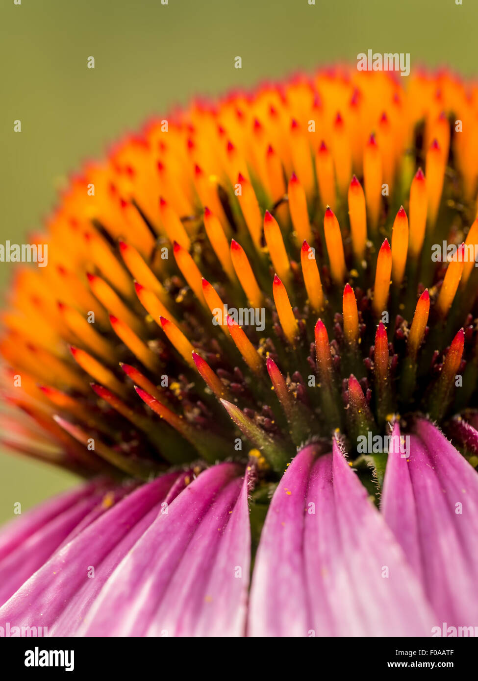 Closeup of purple echinacea flower over green background Stock Photo