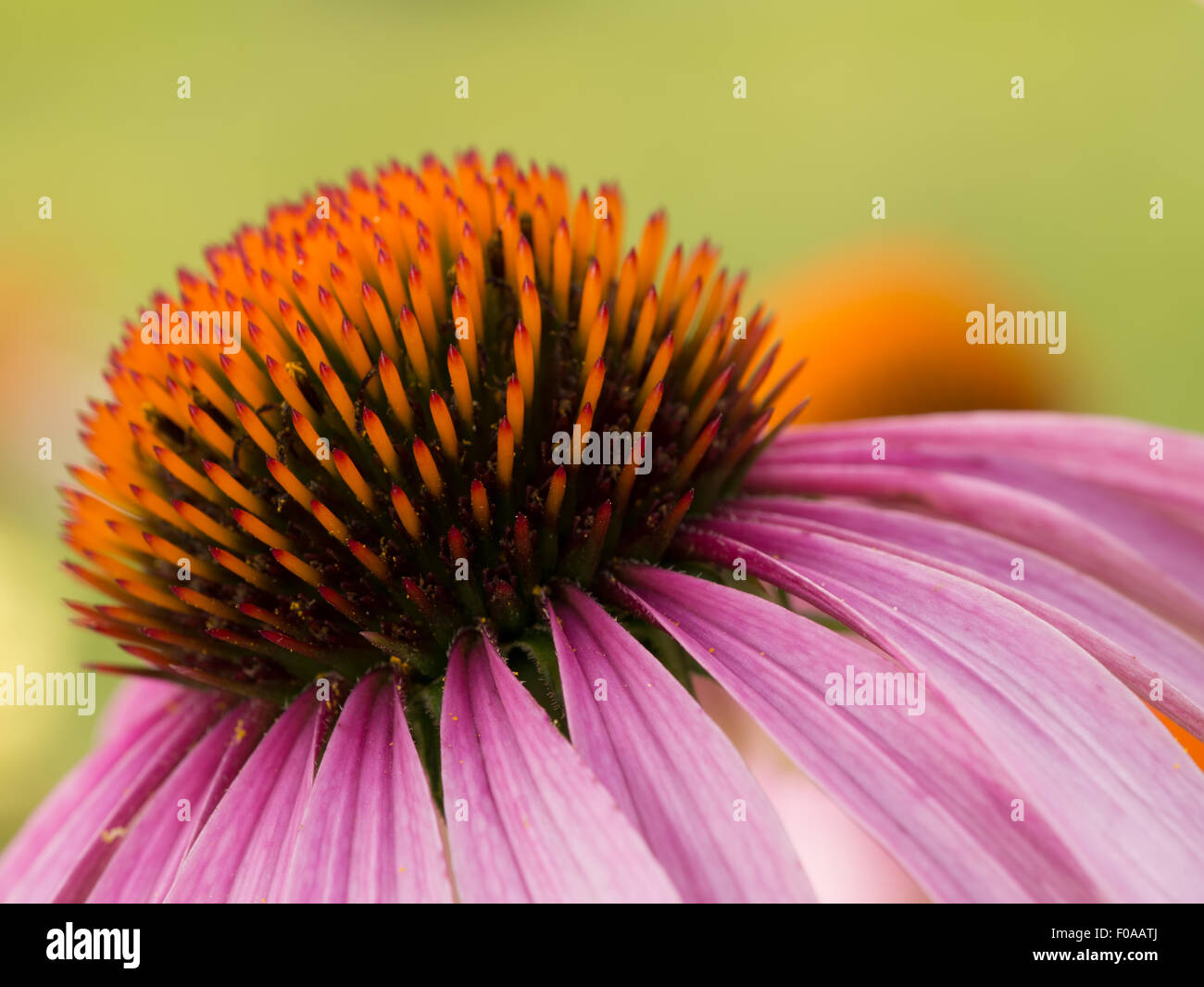 Closeup of purple echinacea flower over green background Stock Photo